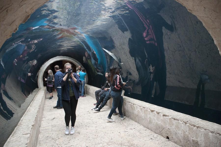 Macy Reynolds takes photos of the sharks using her vintage camera at the Dallas World Aquarium.