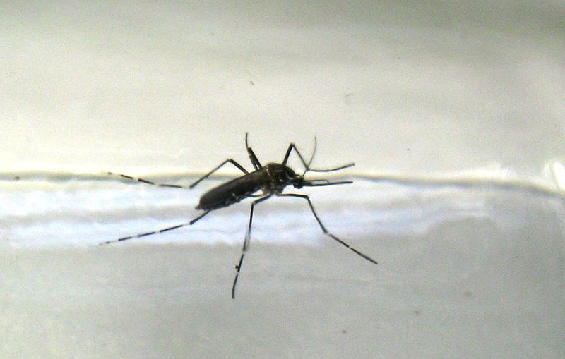 Aedes Mosquito
Source: Wikimedia Commons