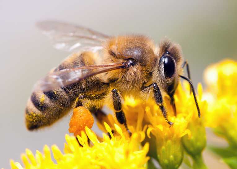 Save+the+Bees