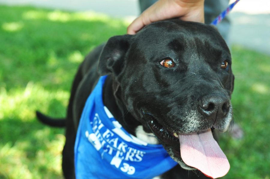 Lola enjoys the outdoors as she is petted by one of the workers. “Everyone single one of us has adopted an animal at one time,” Michnick said. Although not adopted by one of the workers, Lola was adopted by her forever family at Clear the Shelters.
