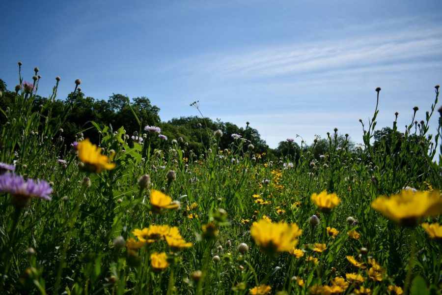 Basket flowers and prairie coreopsis bloom near the entrance of Connemara. It is a tricky balance to plant wildflowers. “We have an herbicide that will kill invasive Johnson grass, but not native grass, and will not kill some of the wildflowers,” Meadow Manager Bob Mione said.  “We’ll get that list of wildflowers not harmed by the herbicide and that’s the ones we plant.” May to early June is the ideal time to have a picnic among the wildflowers and enjoy the shade of the pecan trees. 