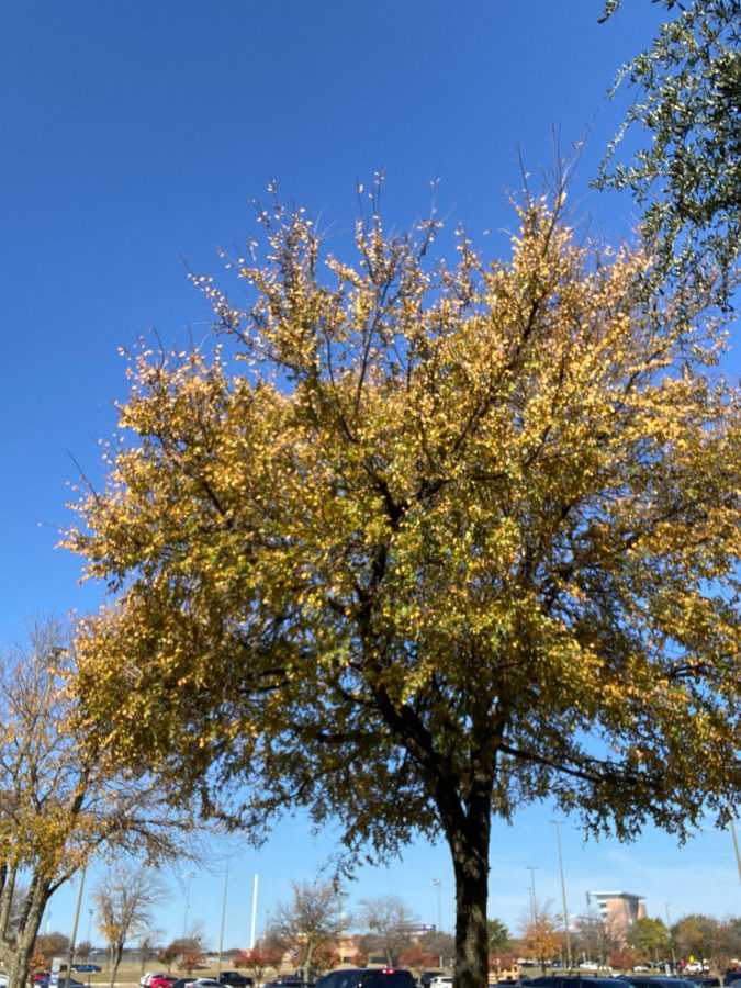 Autumn+Tree